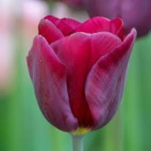 Meet your Posher, Lady tulip